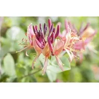 Lonicera Caprifolium Jelängerjelieber Cremeweiß 80–100 cm - Kletterpflanze, duftende cremeweiße Blüten von Mai bis Juli, ideal für Sichtschutz und zieht Bienen und Schmetterlinge an.