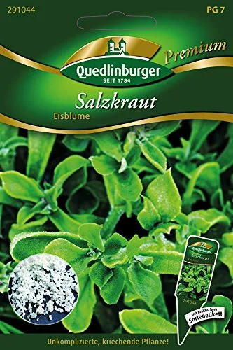 Salzkraut Eisblume von Quedlinburger Saatgut von Quedlinburger