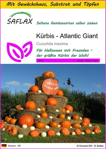 SAFLAX Gemüsesamen SAFLAX - Anzuchtset - Kürbis - Atlantic Giant