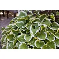 Hosta sieboldiana Wide Brim - Pflegeleichte Blattschmuckstaude - Wunderschöne Funkie für schattige Gärten, mit großen, herzförmigen Blättern und eleganten Blütenständen. Ideal für Gruppenpflanzungen oder als Kübelpflanze auf Balkon und Terrasse.