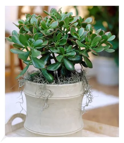 BALDUR Garten Geldbaum Crassula, 1 Pflanze, Zimmerpflanze pflegeleicht Zimmerpflanze, Grünpflanze, mehrjährig - frostfrei halten, pflegeleicht, Wasserbedarf gering, Crassula ovata