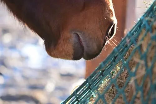 Konege Neu MW 3,8cm Heunetz Tuch 3,0m x 3,0m, 5,0mm Kordelstärke