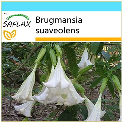 SAFLAX - Geschenk Set - Engelstrompete/Weiß - 10 Samen - Mit Geschenk- / Versandbox, Versandaufkleber, Geschenkkarte und Anzuchtsubstrat - Brugmansia suaveolens