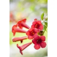 Campsis radicans 'Fire Trumpet' - Auffällige Trompetenblume in Orange-Rot - Rasensamen – Die schnell wachsende Trompetenblume begeistert mit leuchtenden Blüten und zieht Bienen sowie Schmetterlinge an. Ideal für Wände und Zäune, winterhart bis -15 °C.