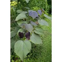Catalpa erubescens 'Purpurea'