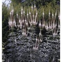 Virginischer Riesen Ehrenpreis Album