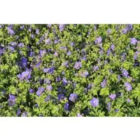 Geranium Himalayense Gravetye Himalaya Storchschnabel Ca. 9x9 cm Topf
