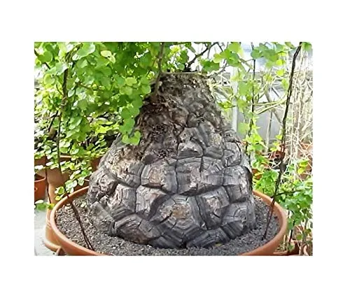 Stk - 5x Dioscorea elephantipes Schildkrötenpflanze Pflanzen - Samen B1289 - Seeds & Plants Shop by Ipsa