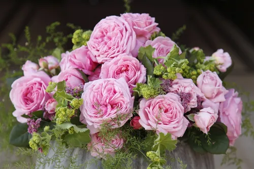 Pflanzen für Dich Rose Rosa Rosengräfin Marie Henriette