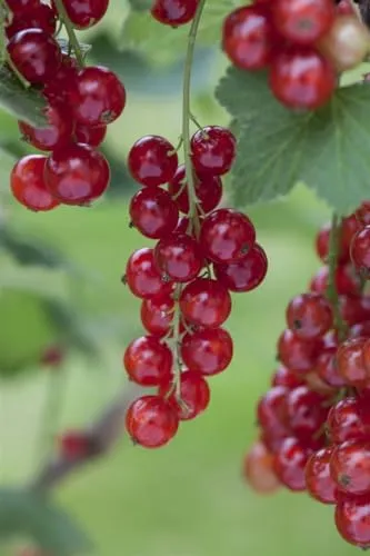 Ribes rubrum 'Rosetta' 40–60 cm – Winterhart, Mehrjährig, Pflegeleicht – Rote Johannisbeere – Beerenstrauch für Garten & Naschgarten