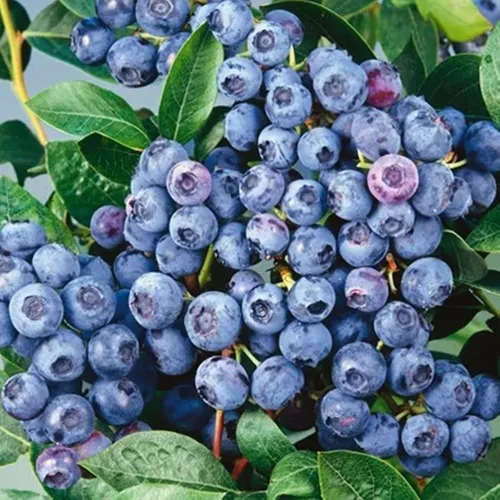 Obststrauch Gartenpflanze Beerenpflanze Heidelbeere Bluegold 1 St. - Topf