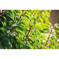 Produktbild Portugiesischer Kirschlorbeer Prunus lusitanica