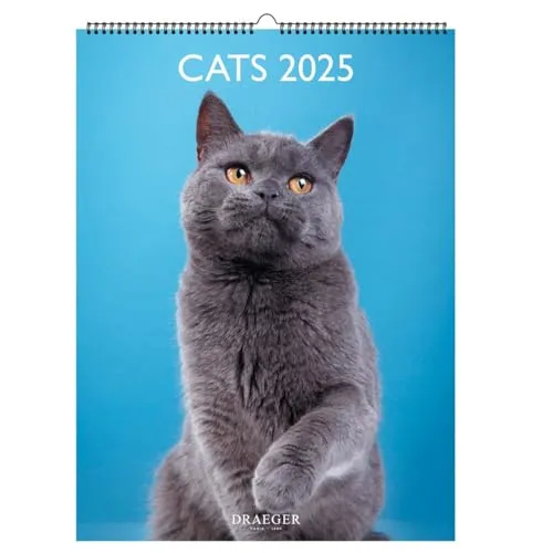 Wandkalender 29 x 39 cm 2025 – Januar bis Dezember 2025 – Katzen