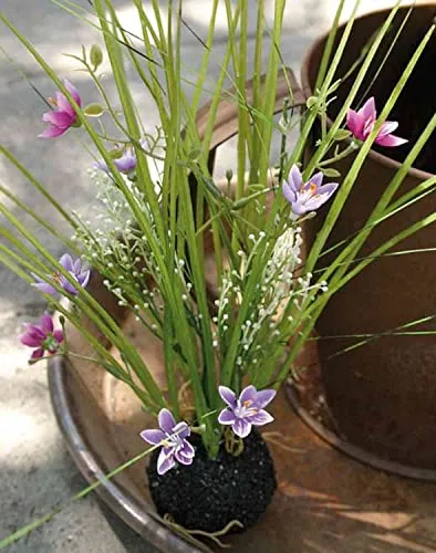 artplants.de Kunstgras Milchstern Manfredo, Erdball, lila-pink, 40cm - Kunst Milchstern
