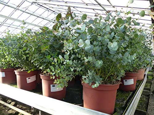 gruenwaren jakubik XXL Eucalyptus Gunni Gunnii Busch Eukalyptusbaum - Kräutersamen & -pflanzen, winterhart und ideal für Garten oder Terrasse, mit einer Höhe von 50-60 cm und in Premiumqualität von grünwaren.