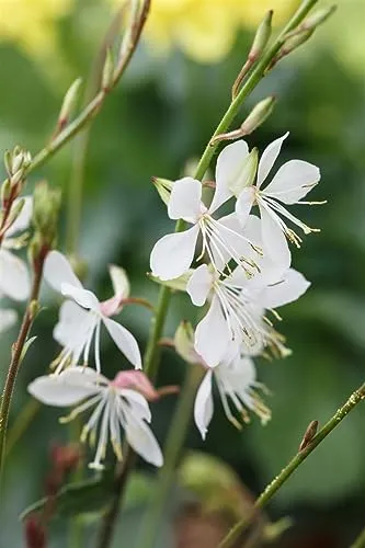 Gaura lindheimeri 'Gambit White' – Winterhart, Mehrjährig, Pflegeleicht – Prachtkerze – Beetstaude für Garten & Rabatte