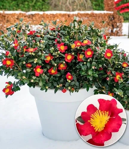 BALDUR Garten Winterblüher Kamelie 'Yuletide' - 1 Pflanze - Wunderschöne Kamelie mit Blütezeit von Advent bis Februar. Ideal für sonnige bis halbschattige Standorte. Pflegeleicht und winterhart, perfekt für Ihren Garten.