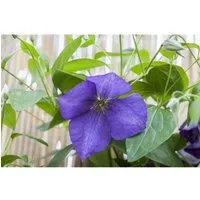 Clematis Hybride Jackmanii Waldrebe Violett 80–100 cm