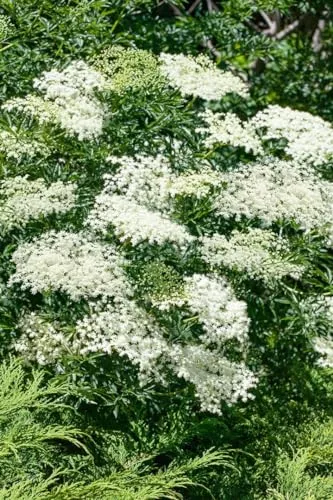 Sambucus nigra 'Laciniata' - Schwarzer Holunder mit fein geschlitzten Blättern - Schwarzer Holunder, ideal für pflegeleichte Hecken und winterhart bis -20 °C. Filigrane Blätter und weiße Blüten machen ihn perfekt für kalte Klimazonen.