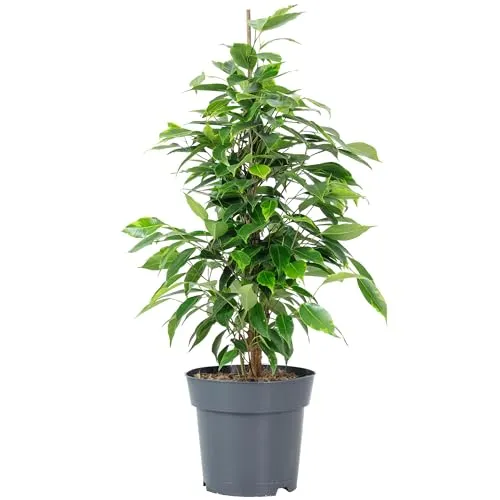 Value Greens Pflegeleichte Birkenfeige 'Forever' Ficus Benjamini 75 cm - Grünpflanze mit luftreinigenden Eigenschaften, pflegeleicht und ideal für helle Räume oder Büros. Schafft eine frische Atmosphäre und ist ein stilvoller Blickfang!