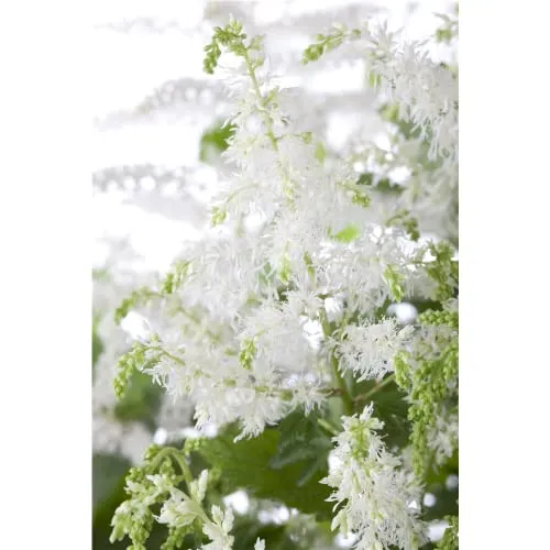 Astilbe x arendsii 'Brautschleier'