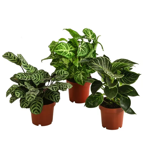 Dehner Ever Green Pflanzen-Set – 3 pflegeleichte Zimmerpflanzen - Set aus 3 dekorativen Pflanzen: Purpurtute, Philodendron und Korbmarante. Ideal für halbschattige Standorte und bringt frisches Grün in Ihr Zuhause.