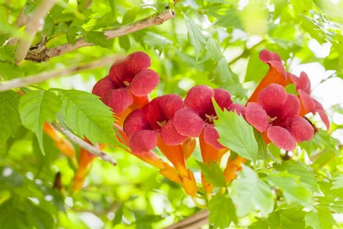 Pflanzen für Dich Kletterpflanze Campsis radicans - Amerikanische Klettertrompete - Kletterpflanze mit leuchtend orangeroten Blüten, ideal für Sichtschutz und als Schmetterlingsmagnet. Pflegeleicht, winterhart und perfekt für sonnige bis halbschattige Standorte.
