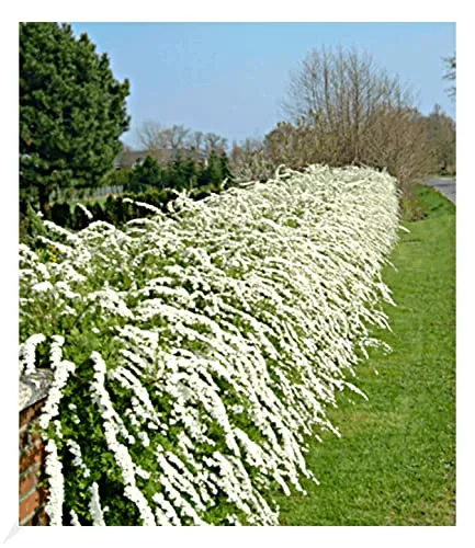BALDUR Garten Weiße Rispen-Spiere Hecke 'Grefsheim', 1 Pflanze, Heckenpflanze, winterhart, robust und anspruchslos, blühend, Spiraea cinerea Grefsheim