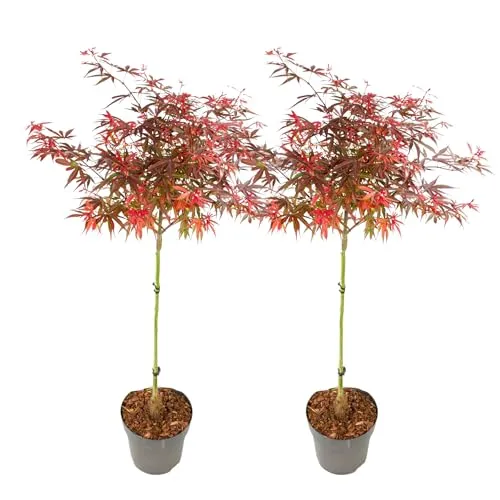Japanischer Ahorn Acer palmatum 'Shaina' von Plant in a Box