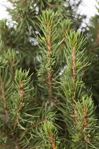 Pflanzen für Dich Konifere Picea glauca Zuckerhut, 1 St., Zuckerhutfichte, Weißfichte, kompakt, kegelförmig