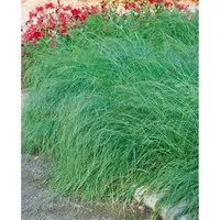 Eragrostis Curvula Liebesgras Ca. 9x9 cm Topf