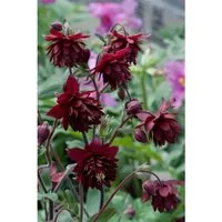 Aquilegia Cult. Ruby Port Akelei Ca. 9x9 cm Topf