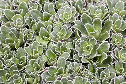 Saxifraga paniculata 9x9 cm Topf – Winterhart, Mehrjährig, Pflegeleicht – Rispen-Steinbrech – Bodendecker für Steingarten & Beet