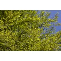 Sumpfzypresse Taxodium distichum, 1 St. - Eleganter Zierbaum mit herbstlicher Farbveränderung - Ziergehölze - Die Sumpfzypresse ist ein pflegeleichter, laubabwerfender Baum mit beeindruckender herbstlicher Färbung und charakteristischen Kniewurzeln, ideal für feuchte Standorte.