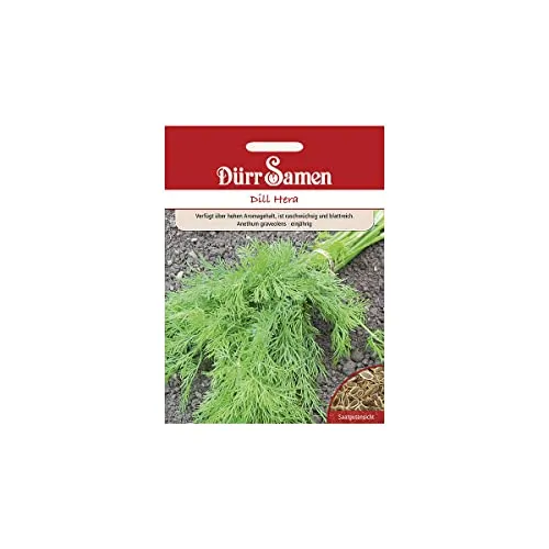 Dill Samen Hera Blattreich Dillsamen ca 1500 Korn Küchenkräuter Kräutersamen Saatgut Balkon Garten Hochbeet Kübel Dürr Samen