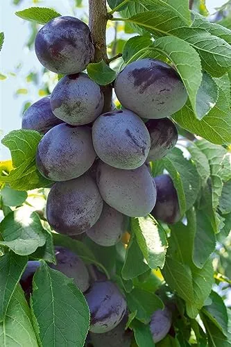 Prunus domestica 'Hauszwetsche'