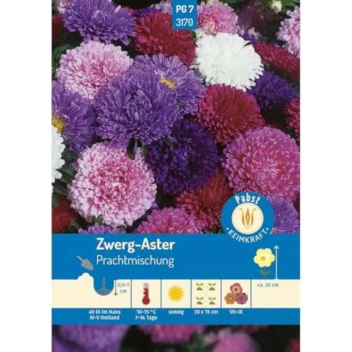 Pabst Keimkraft - Zwerg - Aster Prachtmischung Samen - 173170