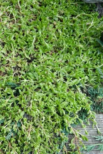 Herniaria glabra 9x9 cm Topf – Winterhart, Mehrjährig, Pflegeleicht – Teppich-Bruchkraut – Bodendecker für Fugen & Wege