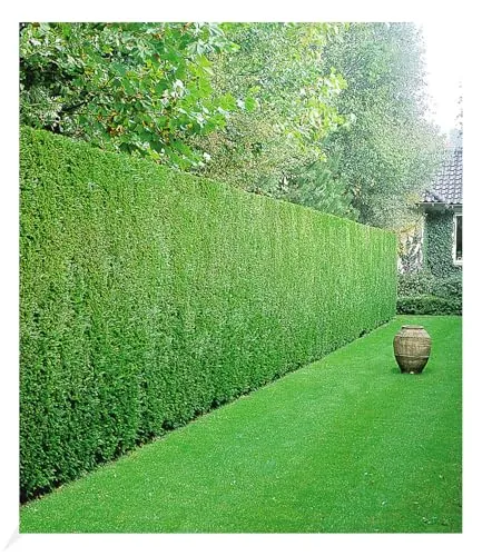 BALDUR Garten Leyland-Zypressen-Hecke - 10 Pflanzen für perfekten Sichtschutz - Samen & Pflanzen von Hecken & Sträuchern, schnellwachsend und immergrün, ideal für Sichtschutz und einfache Pflege.