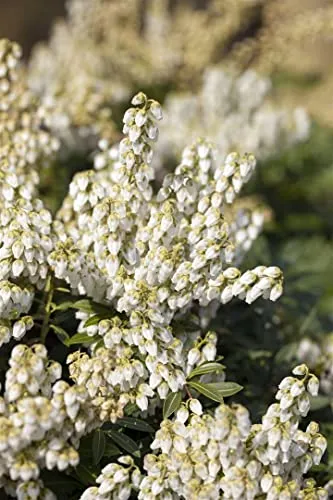 Pieris japonica 'White Pearl' 25-30 cm – Winterhart, Immergrün, Pflegeleicht – Japanische Lavendelheide – Zierstrauch für Garten & Kübel