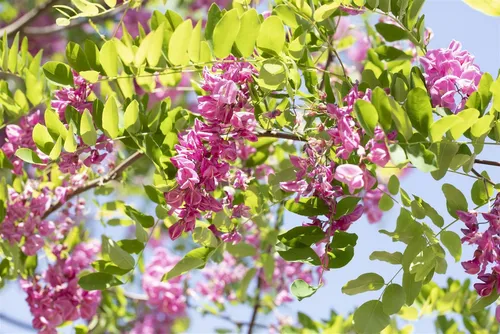 Pflanzen für Dich Baum Robinia hispida Macrophylla, 1 St., Rosenakazie, Borstenakazie, rosafarbene Blüten, dornige Zweige