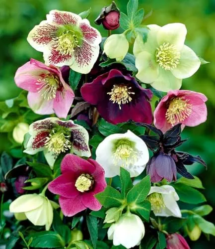 BALDUR Garten 9er Christrosen-Mix Winter Dreams - Winterharte Blumenzwiebeln für schattige Standorte. Diese mehrjährigen Stauden blühen von November bis März und sind pflegeleicht.