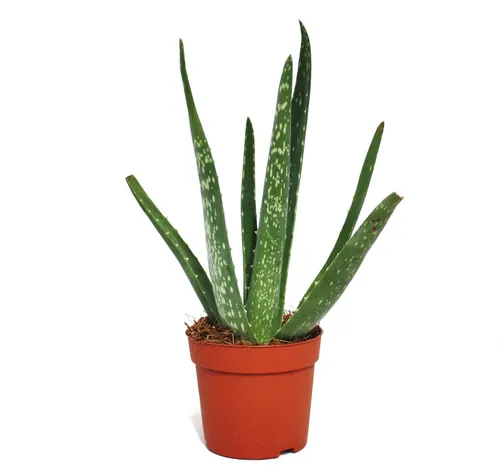 Exotenherz Sukkulente Aloe vera von Exotenherz
