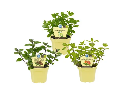 Exotenherz Gewürzkraut Minze-Sorten Set mit 3 Pflanzen Schoko HUGO Grapefruit 12cm Topf