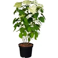 Hydrangea Arborescens Schneeballhortensie 60-80 cm