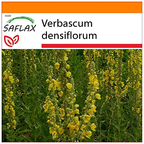 SAFLAX - Garden in the Bag - Heilpflanzen - Großblumige Königskerze - 500 Samen - Mit Anzuchtsubstrat im praktischen, selbst aufstellenden Beutel - Verbascum densiflorum