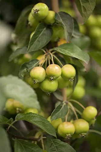 Malus 'Golden Hornet' – Pflegeleichter Zierapfel für Garten & Vorgarten - Winterharter Zierapfel Malus 'Golden Hornet' mit goldgelben Zierfrüchten und weißen Blüten. Ideal für kleine Gärten, als Solitär oder in Kübeln. Bienenfreundlich und dekorativ bis in den Winter.