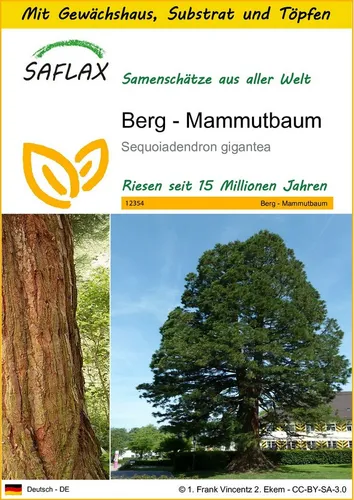 SAFLAX Blumensamen SAFLAX - Anzuchtset - Berg - Mammutbaum