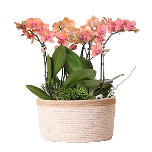 Kolibri Orchids | Orangefarbenes Pflanzenset mit Wassertank - PFLANZENSET | Dieses Set enthält drei orangefarbene Orchideen und drei Grünpflanzen im stylischen Baumwollkorb. Der integrierte Wassertank sorgt für optimale Pflege und ein tolles Ambiente.