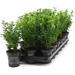 Buchsbaum Buxus sempervirens 20-25 cm – Robuste Heckenpflanze